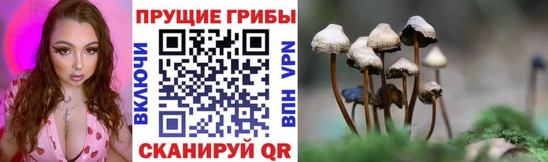 Купить где  Дигора  Галлюциногенные грибы Magic Shrooms 